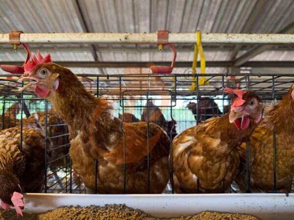 Nigeria Poultry Farm Equipment: Increase Survival Rate By 20%