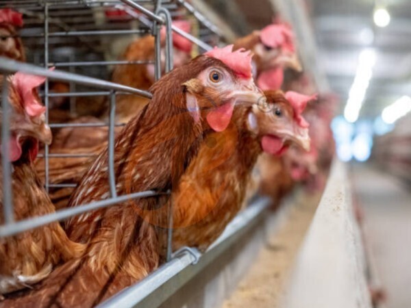 How Do Optimized H Type Poultry Cages Reduce Feed Wastage?
