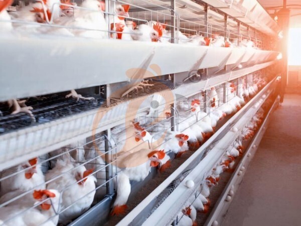 Nigeria Broiler Farming: Automated Vs Manual – Save 40% Labor, Increase Output 30%