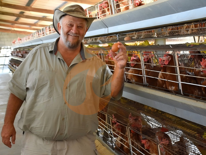 Layer Chicken Cage Ventilation System | 5 Essential Tips For Healthier Hens