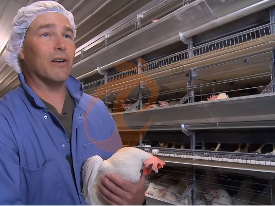 Profitable Broiler Poultry Farm In Nigeria: Complete Guide With Broiler Battery Cage And Smart Farm Equipment