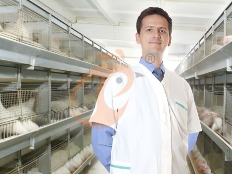 Nigeria Battery Cage For Broiler: Which Cage Type Reduces Labor Costs More, A Or H