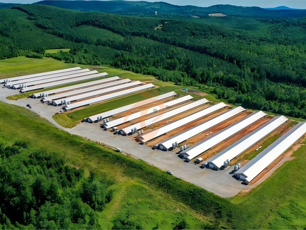 Prefab steel poultry house (12)