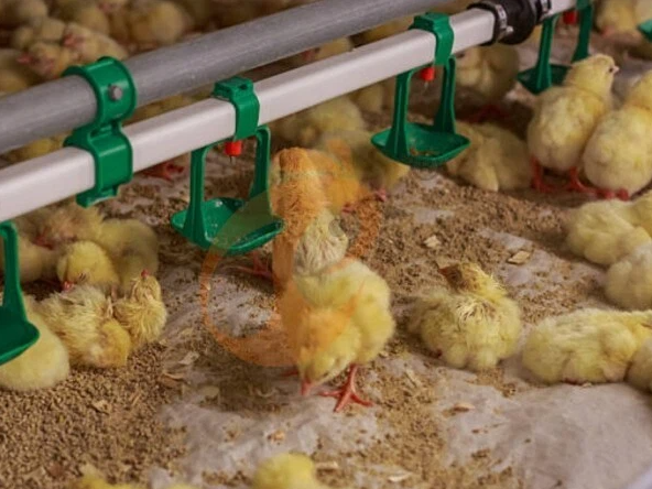 Brooder deep litter system