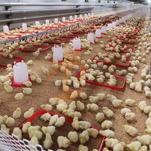 deep litter system 1 (1)