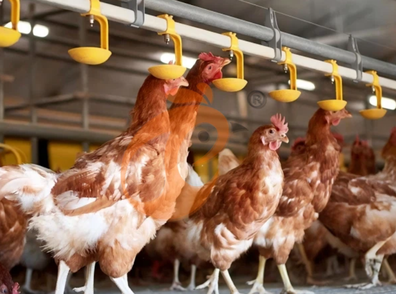 Layer deep litter system