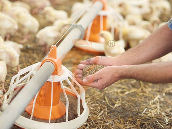 deep litter system (4)