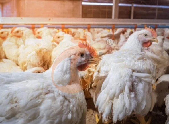 Broiler deep litter system