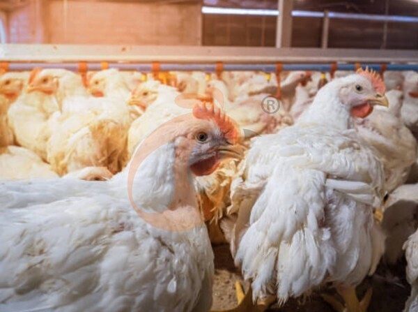 deep litter system (27)