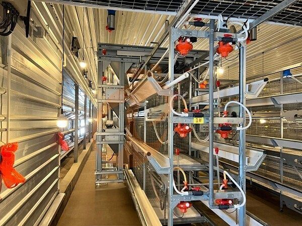 broiler battery cage (5)