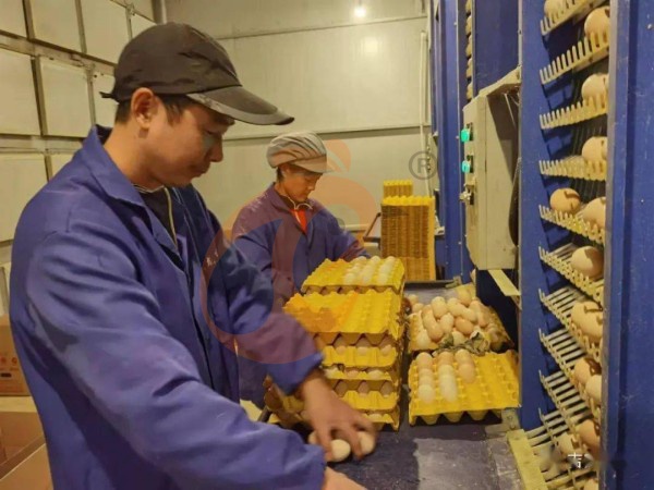 Are Cost-Effective Ethiopian H Type Chicken Cage Systems Worth Buying?