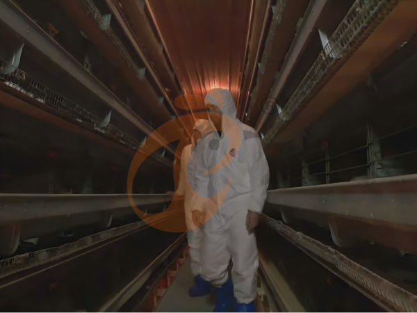 How Much Can Ethiopian H Type Chicken Cages Increase Egg Output On Poultry Farms?