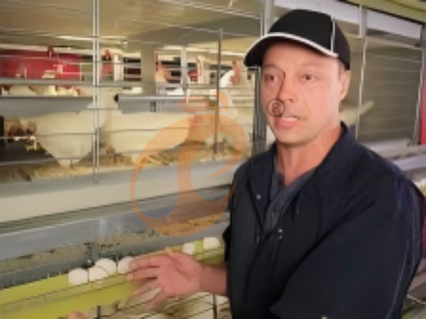7 Important Checks Before Installing Ethiopian H-Type Chicken Cages