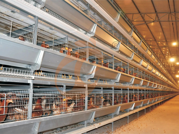 How To Choose The Right Size Of An A-Type Chicken Cage System In Ethiopia? 5 Buyer Tips