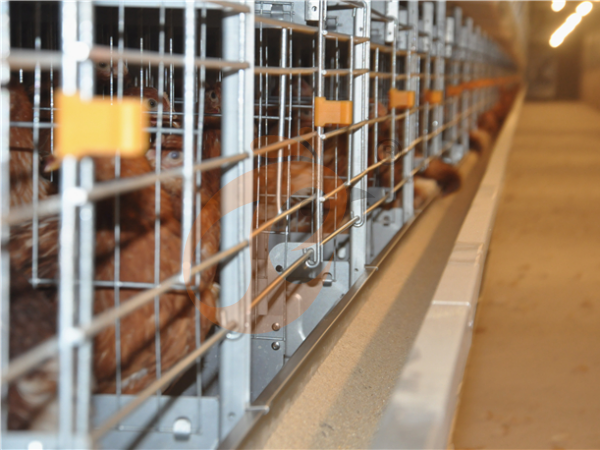 Automatic Poultry Equipment For Sale | 5 Key Benefits For Farms