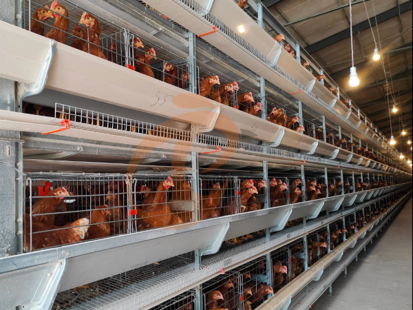 H A chicken battery cage for layers in poultry farm (31)
