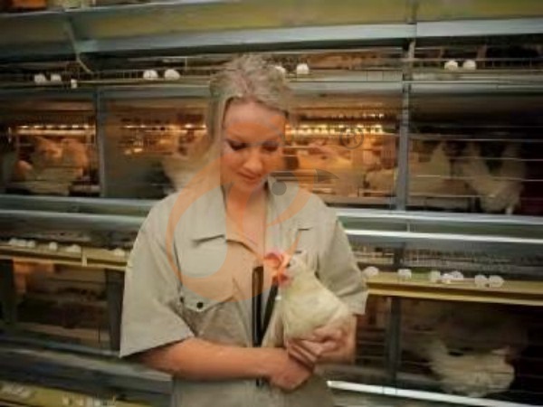What Makes Commercial Ethiopian H Type Chicken Cages More Profitable
