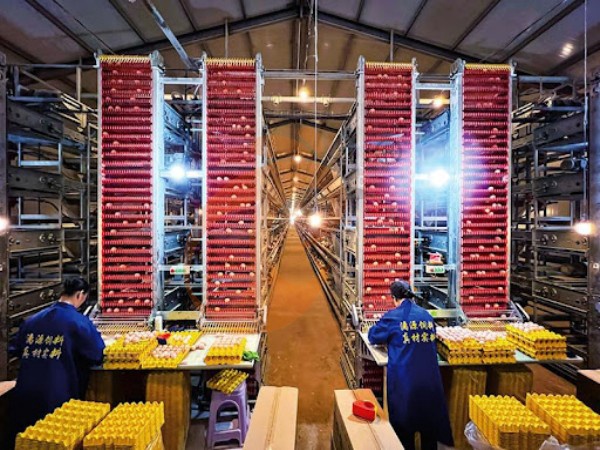 What Is The Total Cost Of Ethiopian H Type Layer Chicken Cage Systems?