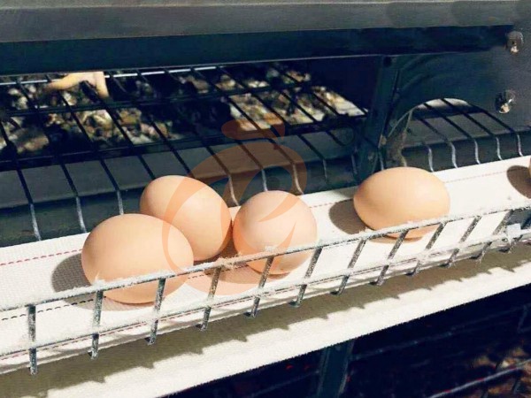 5 Practical Tips For Daily Maintenance Of Ethiopian H Type Chicken Cages