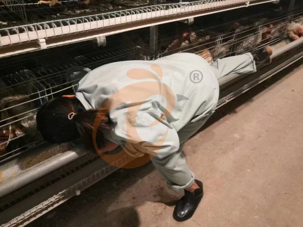 H A chicken battery cage for layers in poultry farm (73)