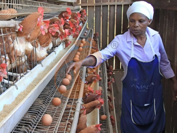 Cheap Poultry Cage Vs Heavy-Duty Cage: Which Saves More Cost Long-Term?