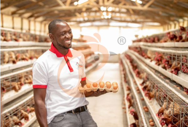 What Safety Features Should An A Type Poultry Cage System Have In Ethiopia? 5 Must-Check Points