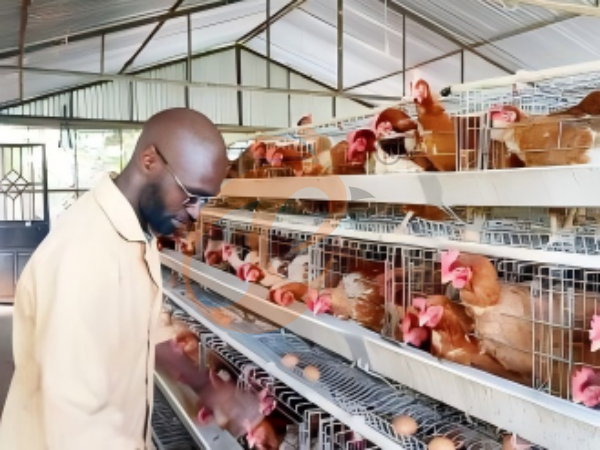 What Materials Are Used In A Heavy-Duty A-Type Chicken Cage? 4 Reliable Options For Ethiopian Farms