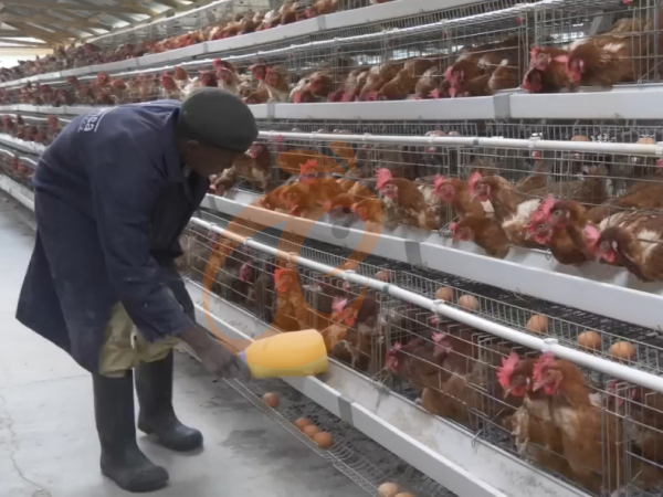 battery cage price for layer chicken in poultry farm (31)