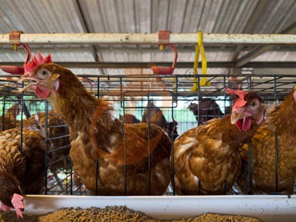 What Is The Average Poultry Cage Price Per Bird? 5 Accurate Calculations