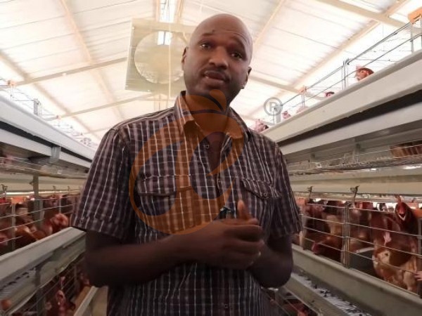 A Type Vs H Type Chicken Cages | Price & Efficiency Comparison For Ethiopian Farms