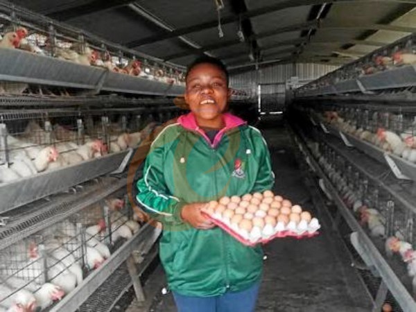 How To Improve Hen Welfare In An A Type Layer Cage System? 5 Responsible Practices