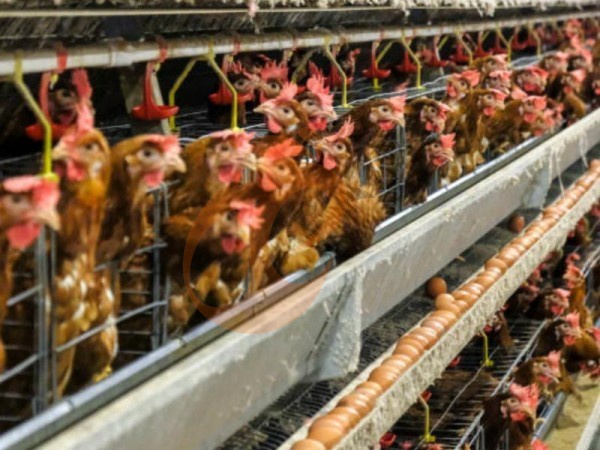 How To Avoid Common Buying Mistakes When Choosing An A Type Poultry Cage In Ethiopia? 5 Smart Tips