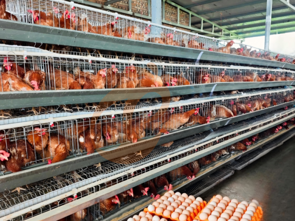 How To Start A Small Poultry Farm Using An A Type Chicken Cage In Ethiopia? 5 Beginner Steps