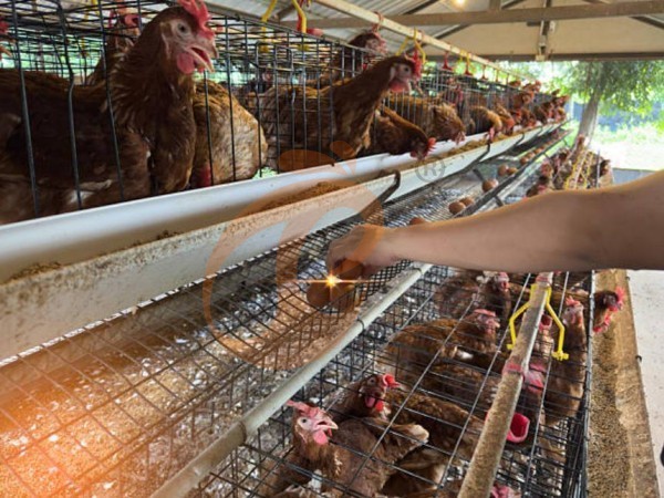 What Certifications Are Required For An A Type Poultry Cage System In Ethiopia? 4 Key Standards