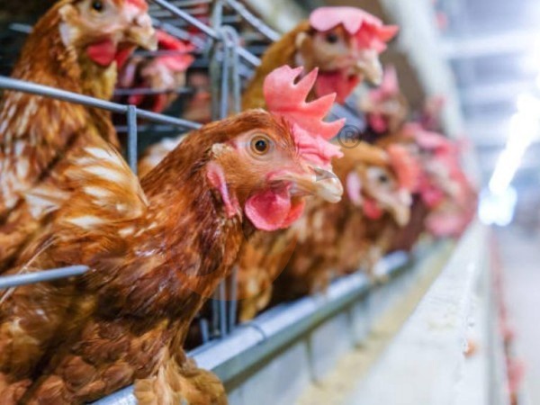 Cheap Vs Heavy-Duty Poultry Cage In Ethiopia: Which Saves More Cost Long-Term?