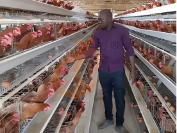 A Type Chicken Cage Vs Cage‑Free System In Ethiopia: Which Is More Profitable For Layers?