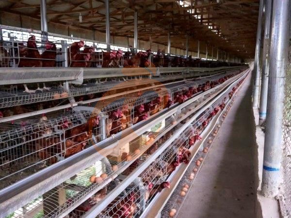 A H layer chicken battery cage price in poultry farm (35)