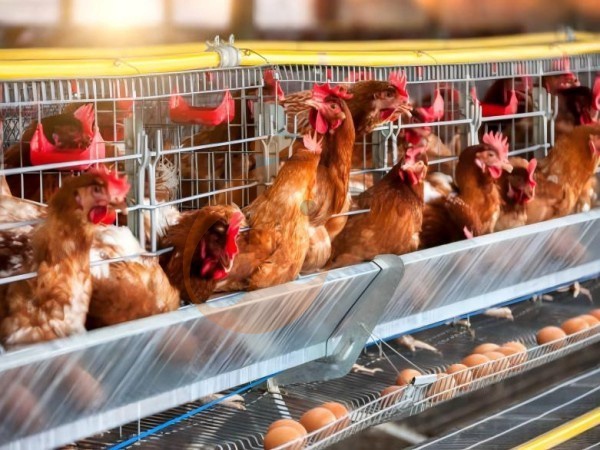 How To Control Feed Waste In An A-Type Layer Chicken Cage In Ethiopia?