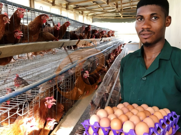 A H layer chicken battery cage price in poultry farm (43)