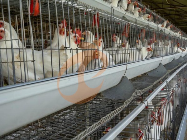 What Is The Daily Management Process For An A Type Poultry Cage System In Ethiopia? 7 Key Steps