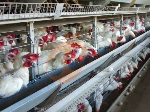 What Are The Common Problems Of A Type Poultry Chicken Cages In Ethiopia? 6 Easy Solutions