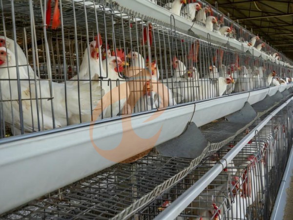 How To Get An Accurate Ethiopian Poultry Cage Quotation? 7 Buyer-Ready Steps