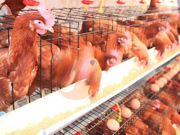 How To Maintain An A Type Chicken Cage For Egg Laying In Ethiopia? 6 Low-Cost Tips