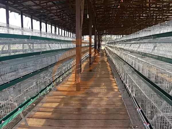 A Type Battery Cages Price & Benefits | 5 Key Tips For Egg Farms