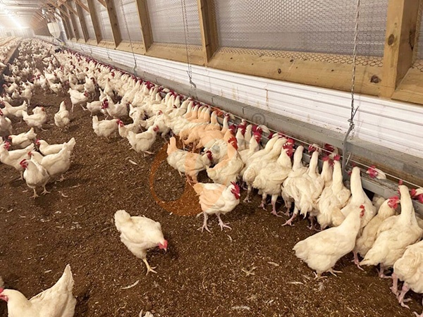 How To Manage Free Range Poultry Farming | 6 Practical Daily Tips