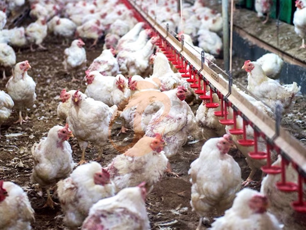 Free Range Poultry System Price | 5 Key Cost Factors Explained