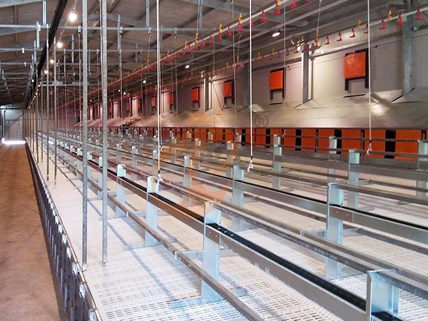 How To Manage Floor Rearing Poultry System | 6 Practical Daily Tips