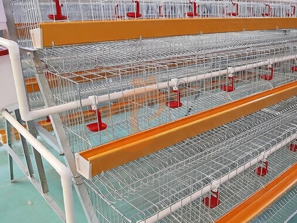 Automatic Poultry Water System Buying Guide: Price, Cleaning & Frequently Asked Questions
