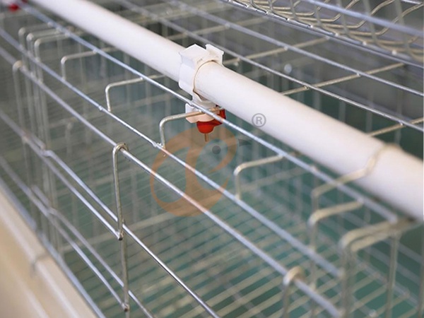 Automatic Poultry Water System Buying Guide: Price, Cleaning & Frequently Asked Questions