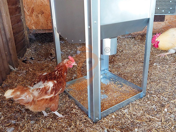 Single Feeder Vs Feeder Set | Which Works Best For Chicken Houses?